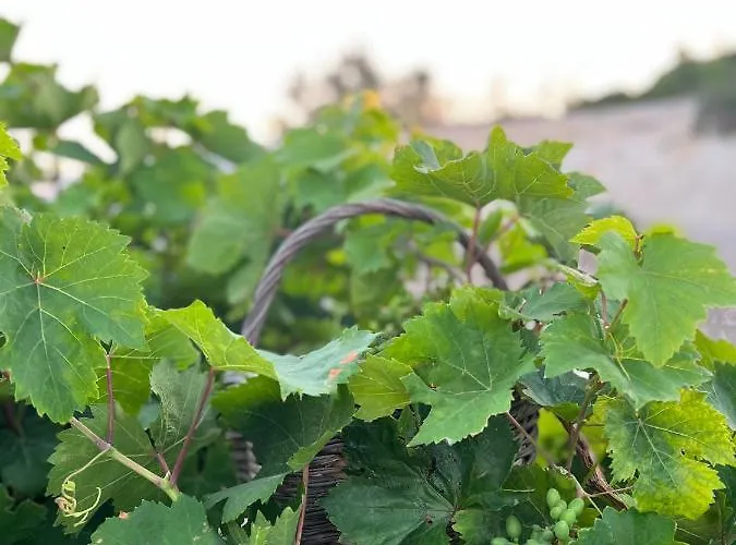 ヴィラ Oinos Luxury *